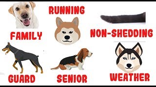 How to Choose the Best Dog Breed for You