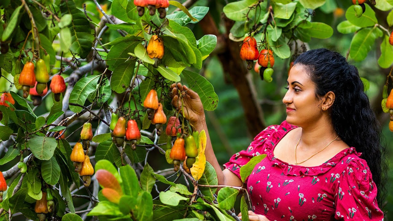 Traditional Cashew Apple  Nut Recipes  Delicious Fruit Dishes from Sri Lanka Village Food