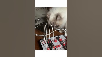 #jamuary2025 Day 3 #eurorack #synthesizer #cat