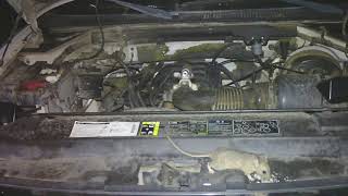 What is packrat EATING?
