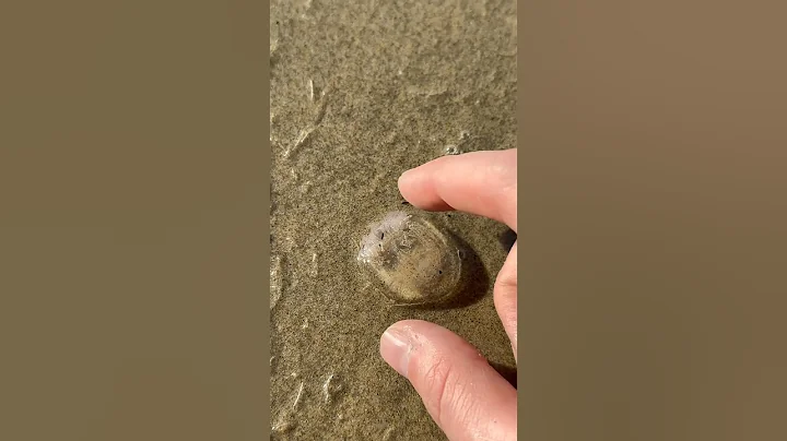 Rescuing a Cute Little Jellyfish!🪼 #shorts