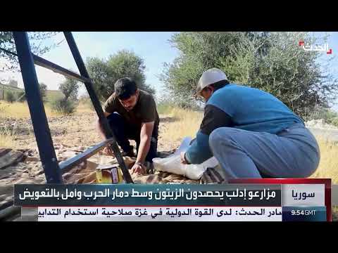 إدلب: مزارعون يعودون إلى حقول الزيتون بعد 7 سنوات من الحرب