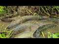 Unbelievable! A lot of Fish Try to Climbing from Small Pond to Lake Found & Catching Fish by Hand
