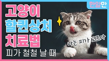 길냥이가 할퀸 깊은 상처, 응급처치 하는 방법! (feat.파상풍 주사) [한알만]