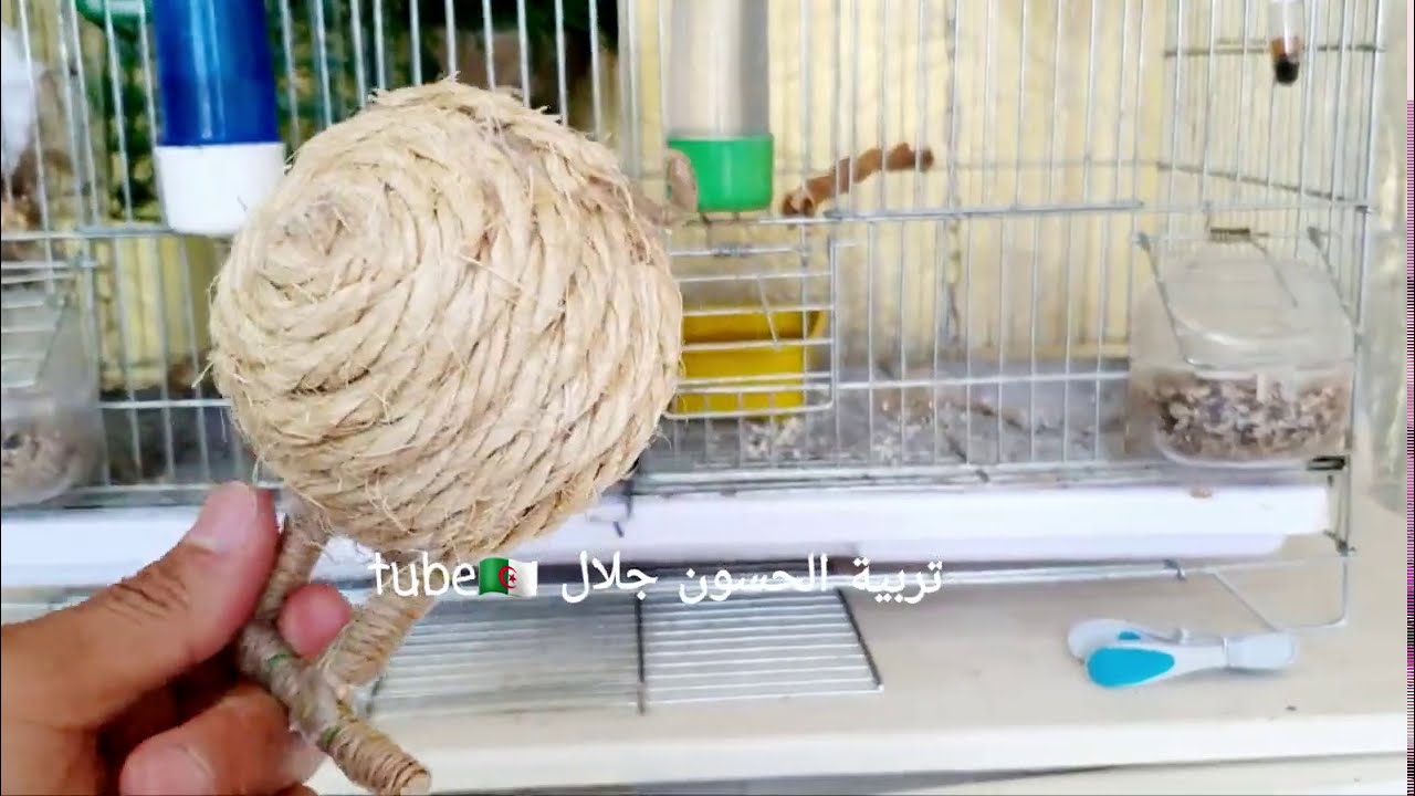 كيف نعرف أن أنثى الحسون جهزت وكيف نختبرها مع الذكر وماذا نقدم لها لتحضيرها شاهد 