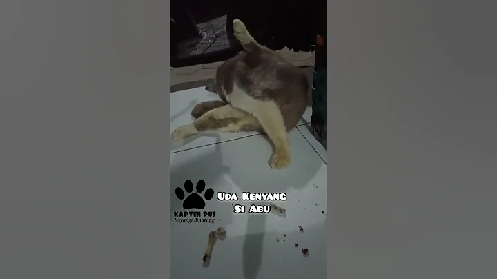 Video 595841: kucing bengal mix persia