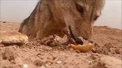 ذئب بري متوحش يتم تصويره عن قرب بواسطة هاتف نقال في الجزائر, اصلاح هاتف لايريد الاشتغال I طريقة والله مضمونة, Top 9 Phones of 2017!?, بقعة ضوء 8 | هاتف نقال | ايمن رضا - اندريه سكاف - رنا شميس | 8 Spot Light, How to draw MOBILE PHONE for kids, Mobile Charger Making By Potato