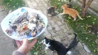 8 Hungry Cats eat Fish!