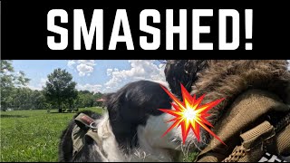 Collie gets aggressive with Doodle Mix #DougsDog #Shadow