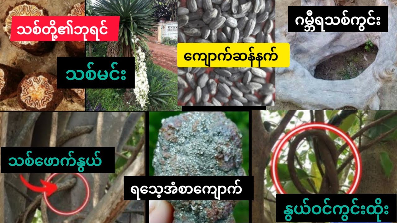 တောထဲမတော်တဆတွေ့ ခဲ့ရင် ယူထားပါ။ တန်ဖိုးရှိပါတယ်...