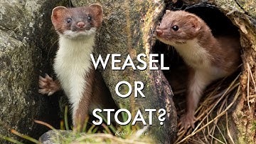 Weasel or Stoat? How to Tell the Difference | Discover Wildlife | Robert E Fuller