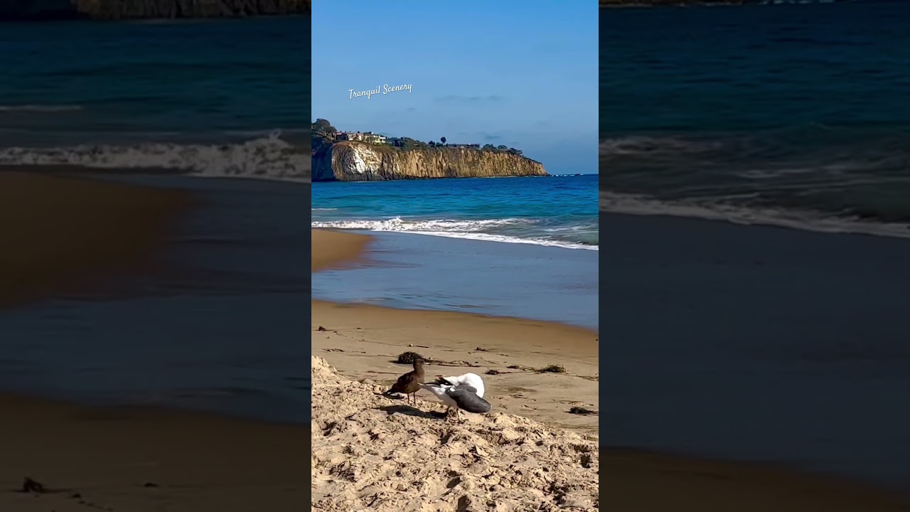Beach Life🌊Relaxed Seagulls, Surfers  #oceanwavesounds  #tranquility #oceanlife  #seabirds #cliffs