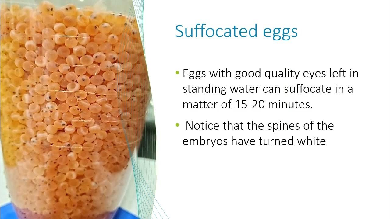 Keys in re incubation of trout eggs YouTube