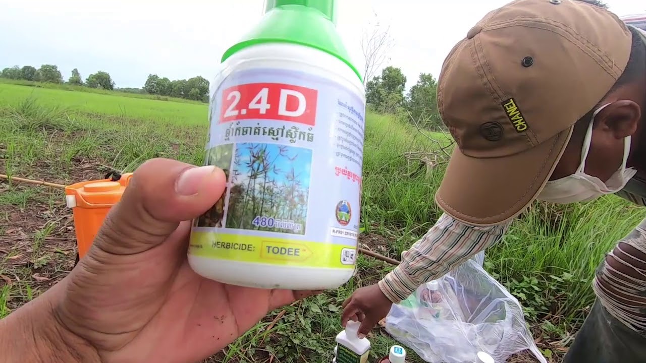 how to protect rice. YouTube