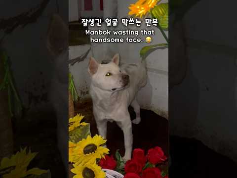 마당수저 강아지 특(진돗개만복)