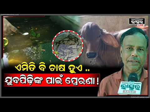 ଚାଷ କରି ମାସକୁ ମୋଟା ଅଙ୍କର ରୋଜଗାର କରୁଛନ୍ତି ସଫଳ ଚାଷୀ ଭବାନୀ ଶଙ୍କର ନାୟକ..
