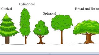 CROWN CLASSIFICATION IN FORESTRY