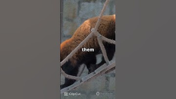 What If a Human Turned Into a Red Panda? 🐼 | Adorable Disaster!