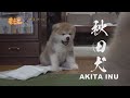 今、禁断の扉が開かれる！？秋田犬の子犬の大脱走のはじまりはじまり！