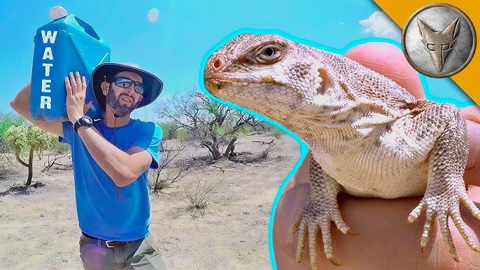 DIY LIZARD TRAP CATCHES RARE COLORFUL LIZARDS ! INSANE !! 