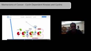 Cyclins and CDKs