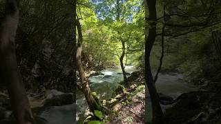 Clean water in the forest