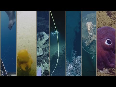 Best of the E/V Nautilus 2016 Expedition | Nautilus Live Best of the E/V Nautilus 2016 Expedition | Nautilus Live