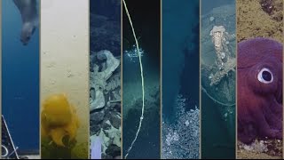 Best of the E/V Nautilus 2016 Expedition | Nautilus Live