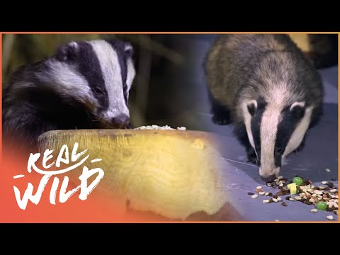 Woman Feeds Family Of Wild Badgers In Her Home | Nocturnal Animal Documentary | Real Wild