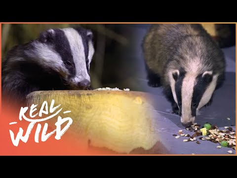 Woman Feeds Family Of Wild Badgers In Her Home | Nocturnal Animal Documentary documentary thumbnail