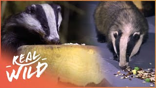 WOMAN FEEDS FAMILY OF WILD BADGERS IN HER HOME
