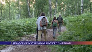 Yvelines | Sur les traces de l’engoulevent d’Europe à Rambouillet