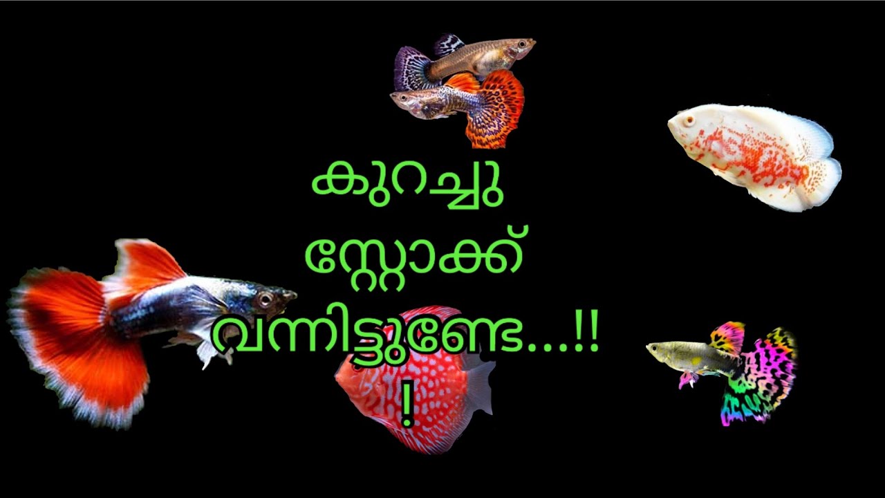 കുറച്ചു സ്റ്റോക്ക് എത്തിയിട്ടുണ്ട്...!!!