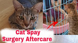 Cat Spayed Surgery Aftercare  Rescued Cat Comes Home after Spaying Surgery!