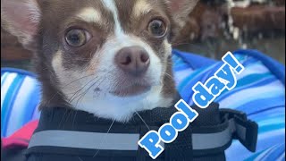 Chihuahuas Daisy and Lily first pool experience ☀️🌊#dog #cute #cutedog #pool