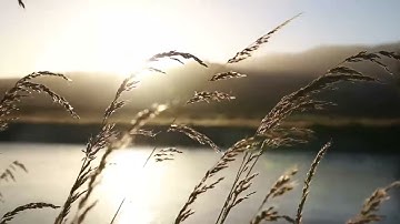سوره فصلت القارئ مختار الحاج