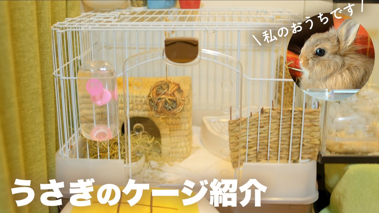 ウサギのケージレイアウトをご紹介 1年飼ってこの配置で落ち着きましたno 130 Youtube