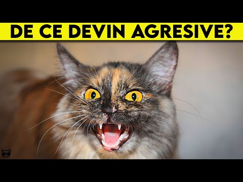 Video: Ce Să Faci Cu Pisica Agresivă