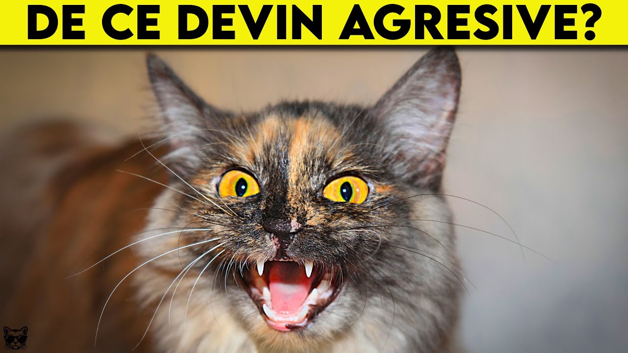 Agresivitatea La Pisici - Afla Care Sunt Motivele Si Cum Le Rezolvi