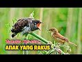 Anak Burung Kedasih Yang Rakus Induk Sampai Kelelahan - Cuckoo Bird Exhaustion Parent