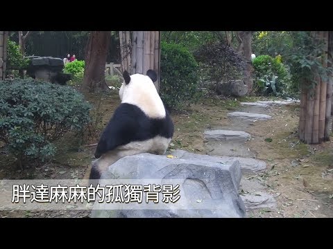 《熊貓早晚安》胖達麻麻的孤獨背影 | iPanda