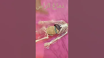 الهيكل العظمي الراس الدماغ اامخيخ 