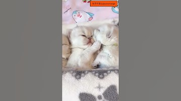 Funny Cat Reaction Videos 2021 # 32