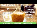 Nalewka z kurekzabija wszystkie robaki ludzkie rozciecza jajeczka pasoytw agodna dla wtroby