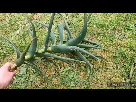 Propagating Aloe Striatula.