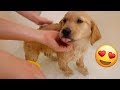 Golden Retriever Puppy Gets First Bath