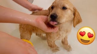 Den Retriever Puppy Gets First Bath