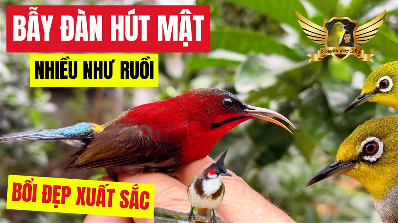 Bẫy Đàn Chim HÚT MẬT Nhiều Như Ruồi - Được Chim Đẹp Và Cực Mau - Bird Nectar Trap | KTB