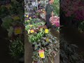 feira das plantas