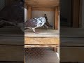 Choti Wali Khubsurat jor ka shauk kijye #pigeon #kabootar #highflyingpigeons #kabutar #kabutarbazi